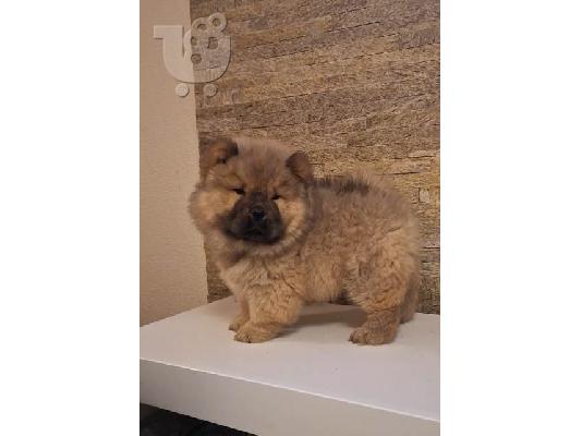 Κουτάβια Chow Chow